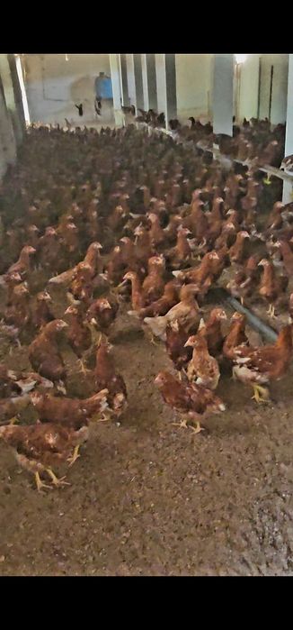 Цыплята несушки Ломан Браун