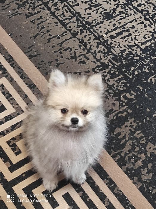 Девочка помераночка