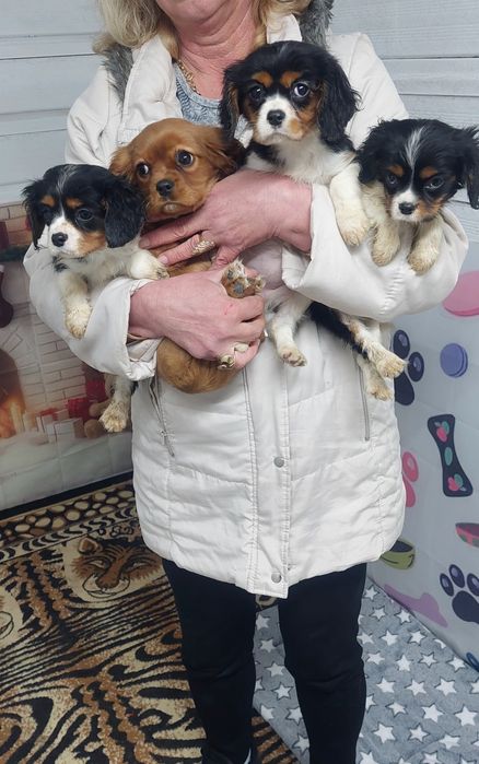 Кавалер кинг чарлз шпаньол.