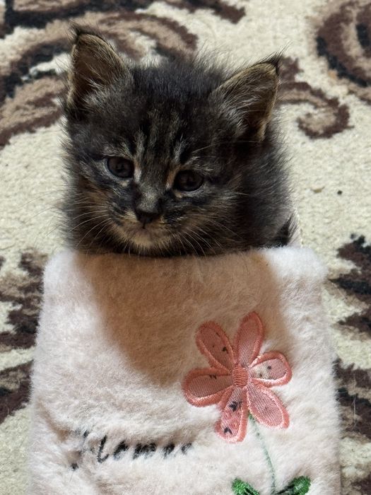 БЕСПЛАТНО отдаю котенка