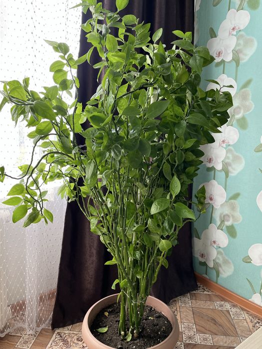 Продам 2больших цветка