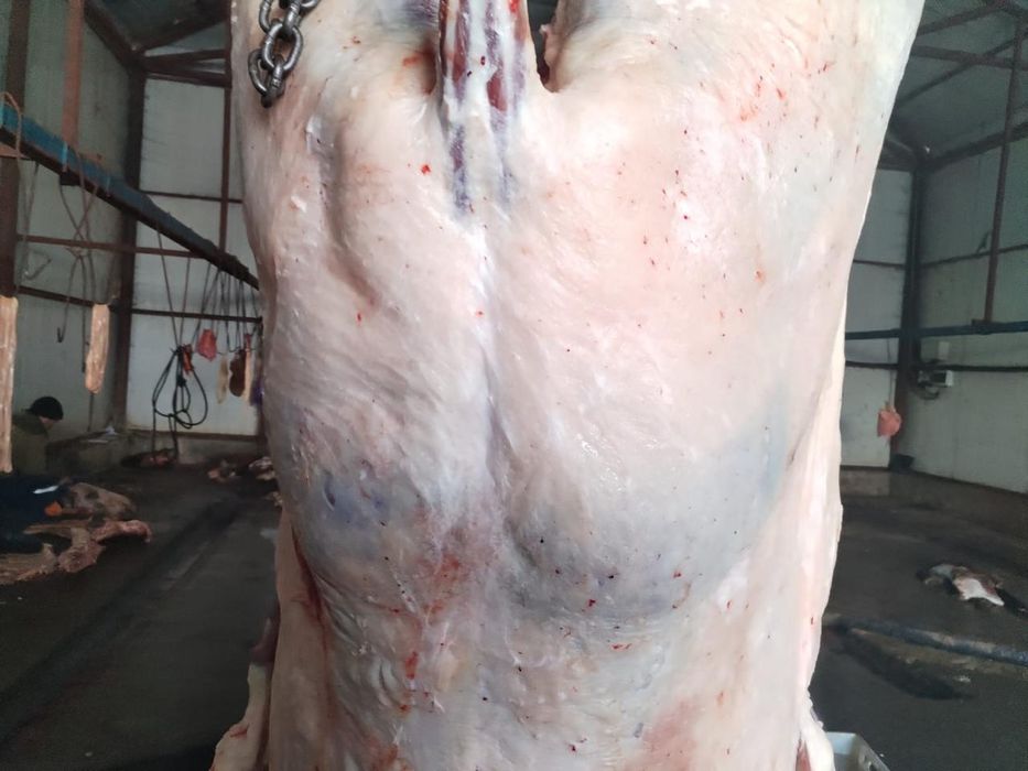 Продам мясо конина