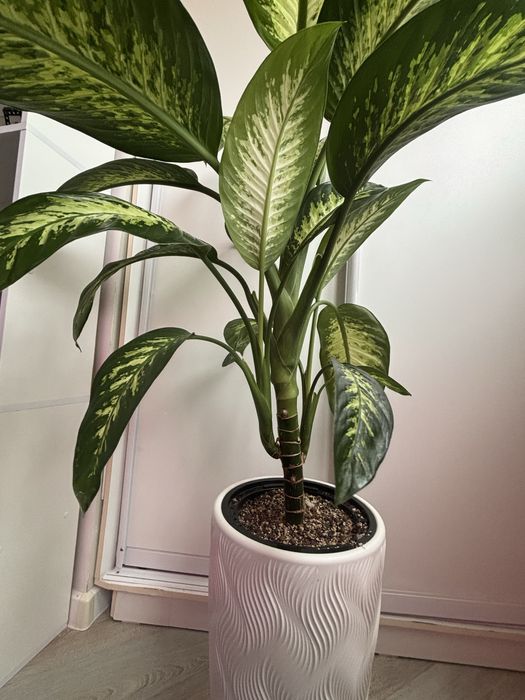 Дифанбахия тропик сноу