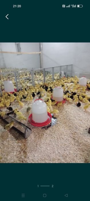 Утки ,гуси ,цыплята