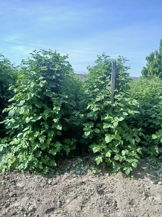 Malina kuchatlari sotiladi