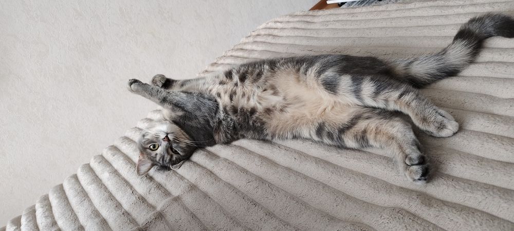 Дарю взрослую кошечку