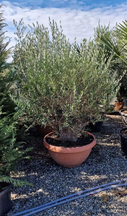 Măslini seculari (calitate extra) toate dimensiunile