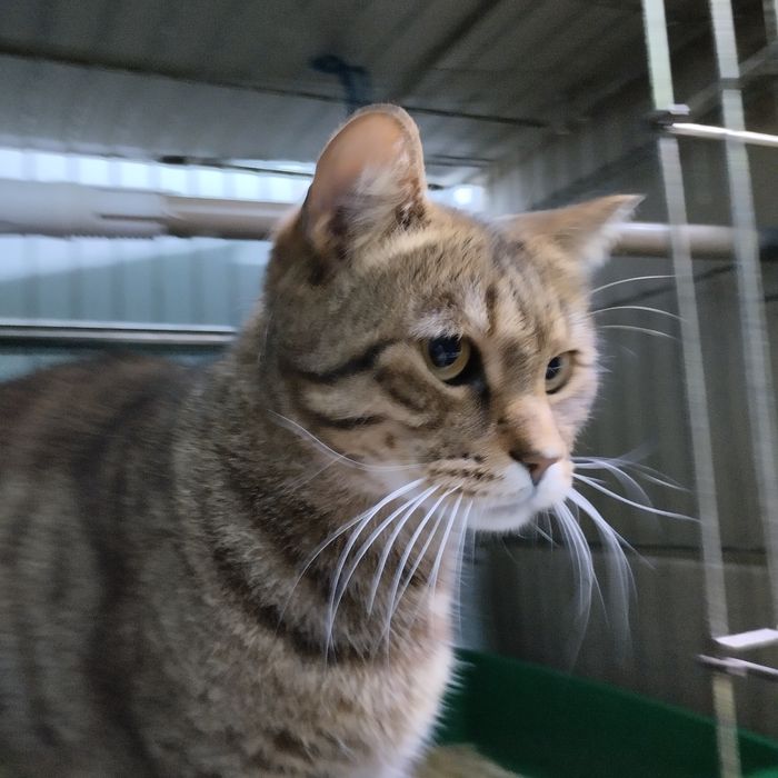 Отдам в добрые руки