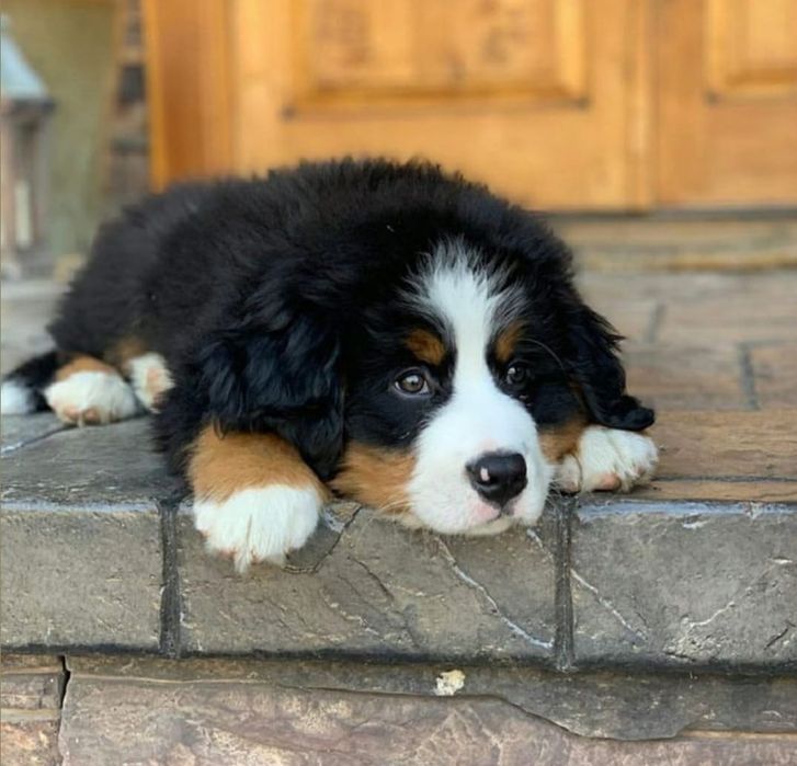 Ciobănesc de Berna F