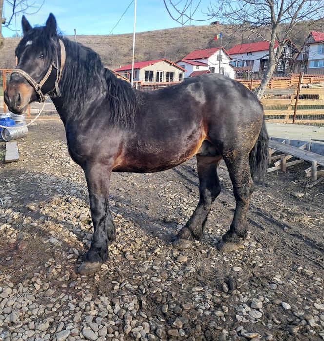 Vând 2 armasari negri, 3 și 6 ani