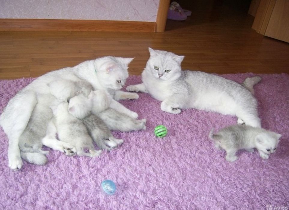Шикарные котята 1.5 мес шиншиллы