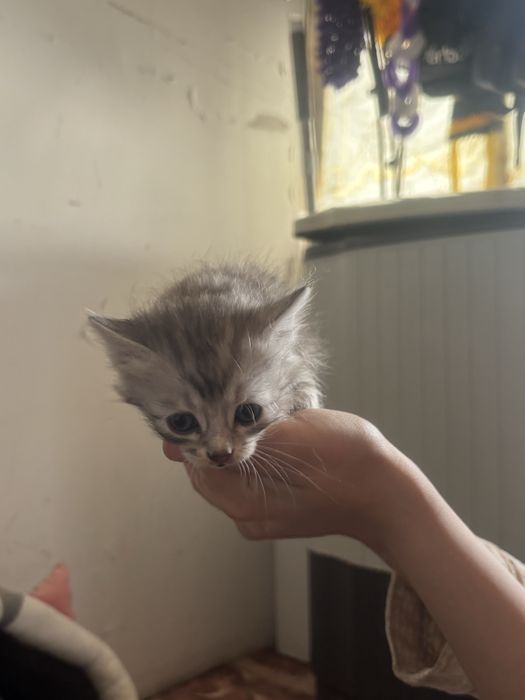 Котики маленкие даром
