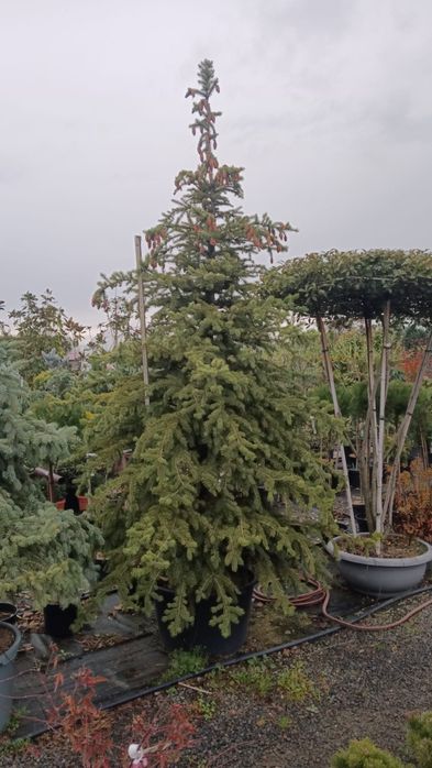 Brad argintiu hopssi