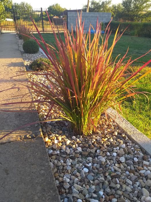 Многогодишна трева Императа Red Baron