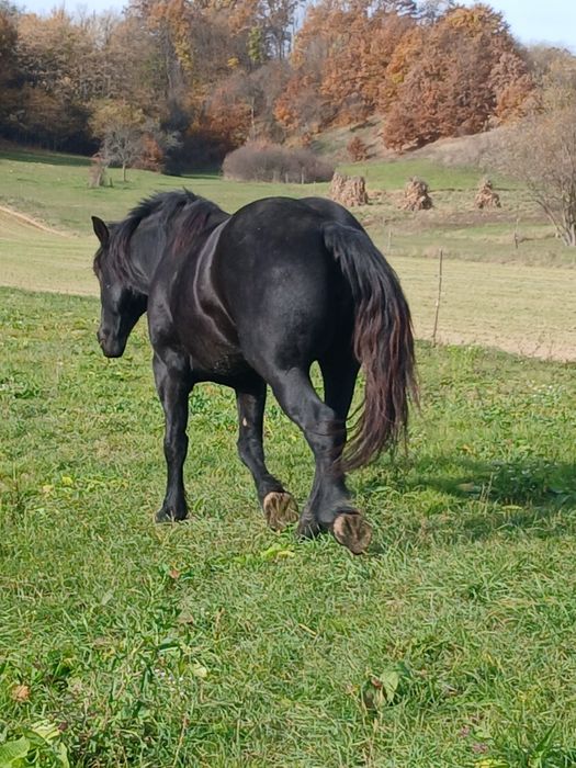 Vând iapa 4/5 ani gestanta