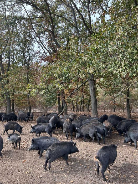 Продавам прасета източнобалканска порода