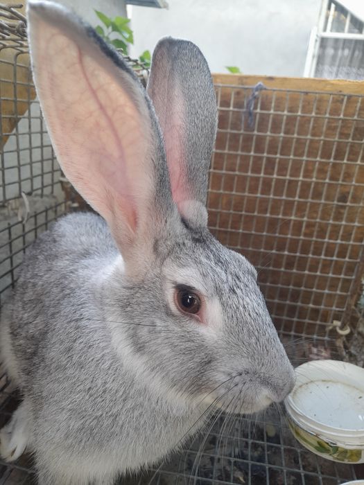 Куйон сотилади 150.000.сум