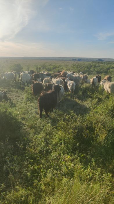 Құрбан айтқа ешкі малы тиімді бағада сатылады