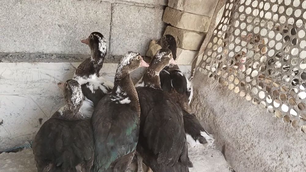 Indu utka  indiskiy oʻrdaklar sotiladi утка