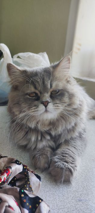 Mushuk 8 oylik sotiladi narxini kelishamiz 1mln deyabmiz