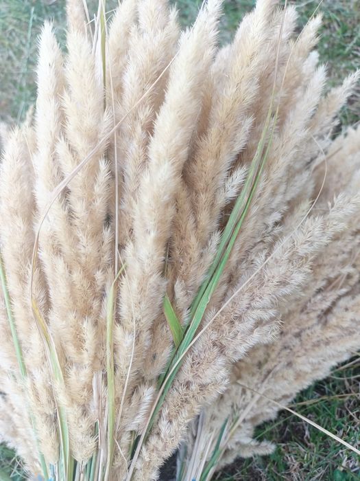 Stuf pitic natural! Bucuresti Sectorul 6 • OLX.ro