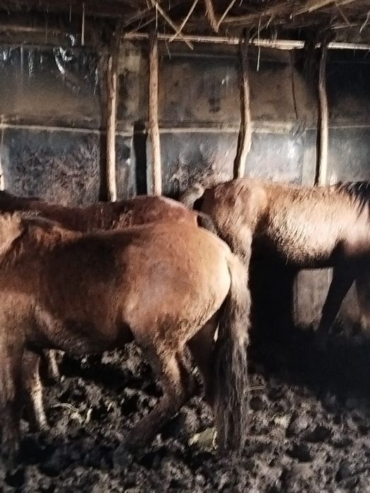 Жылқы семіз сатылады