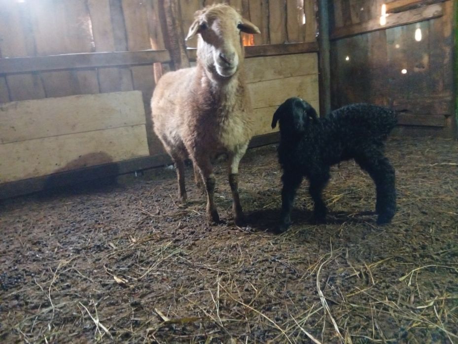 Кой козысымен.овец