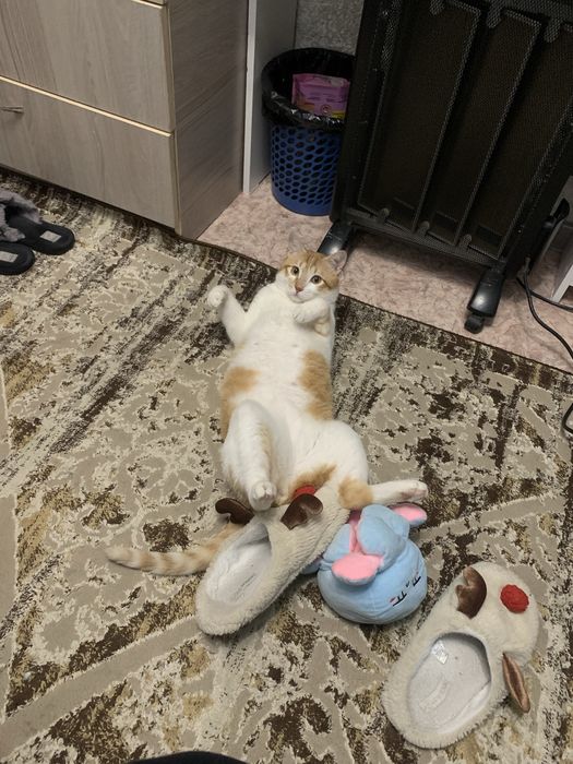 Пропал кот, Мишон