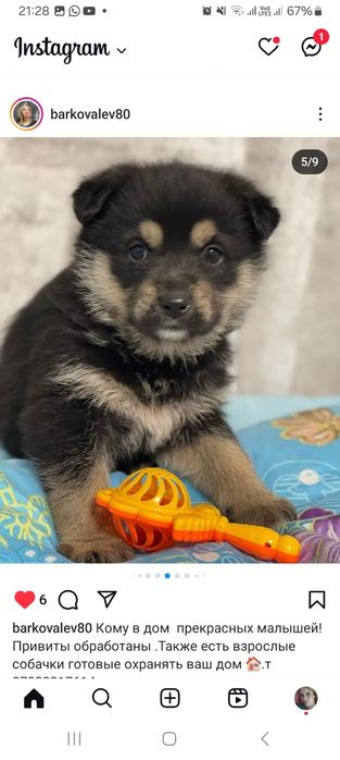 Дарю щенят!           .