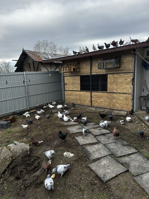 De vanzare  porumbei de ornament