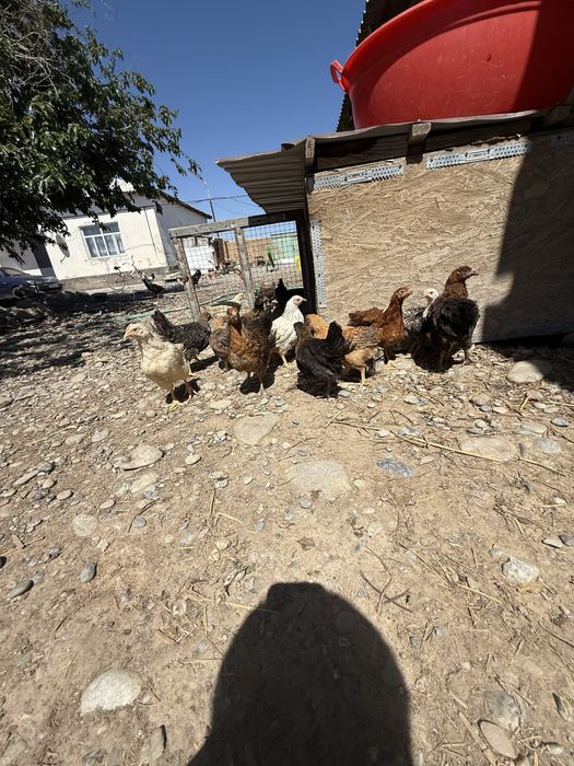 Балапандар сатылады