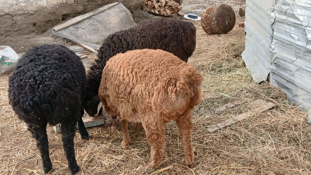 Zotdor qoʻzilar sotiladi 2dona