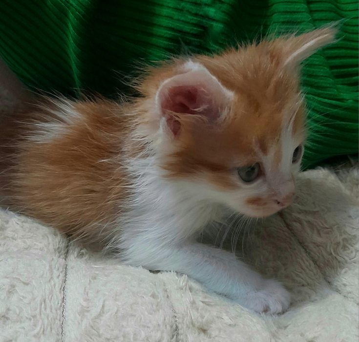 Котёнок - мальчик