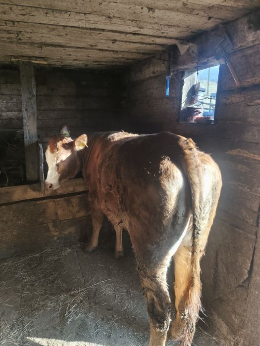 Vând junincă gestantă