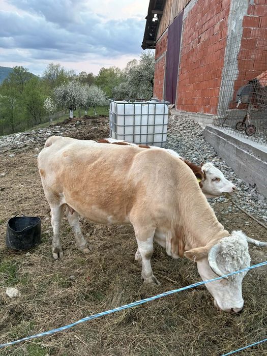 De vânzare 2 vaci si o junincă