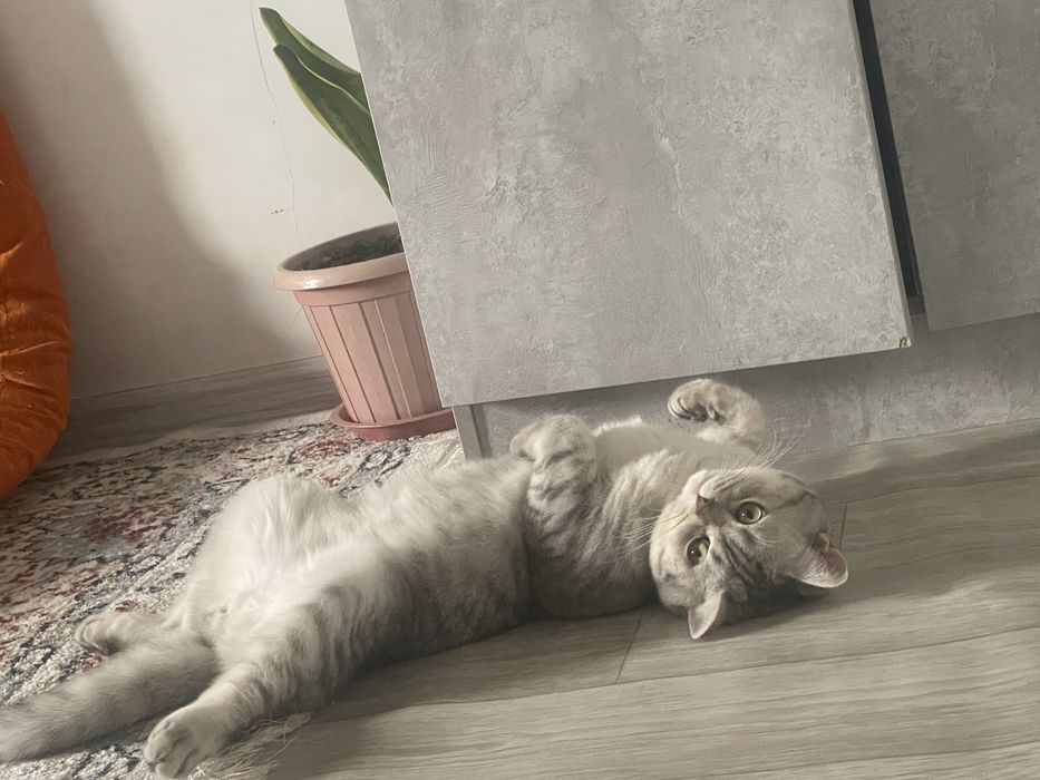 Вязка кошек бесплатно