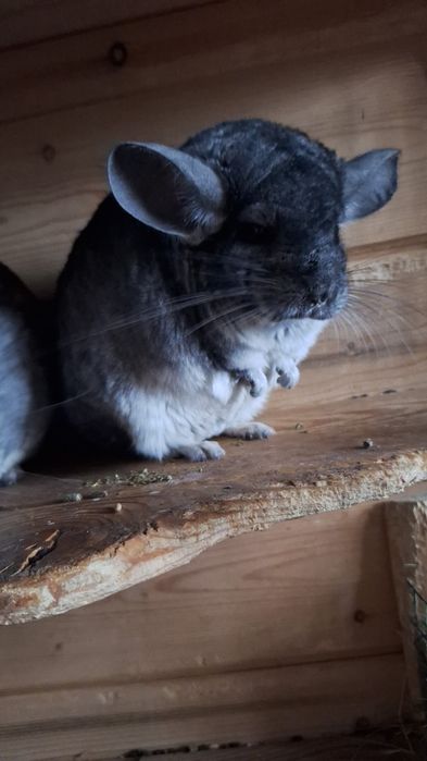 Продам шиншиллу (3 года)