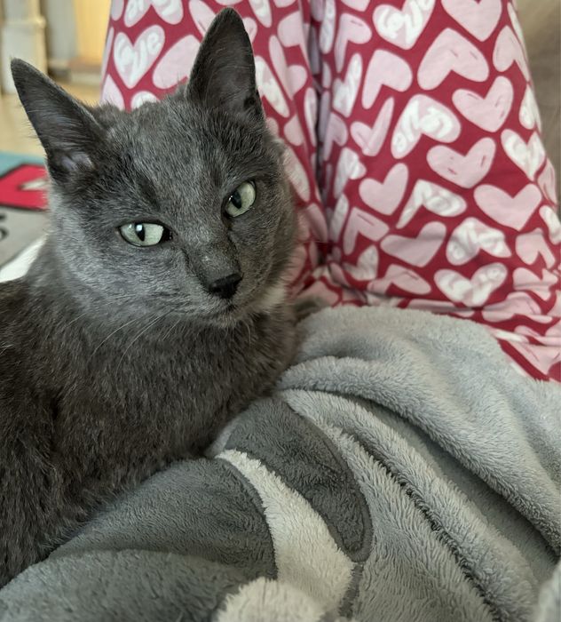 Кошка русская голубая