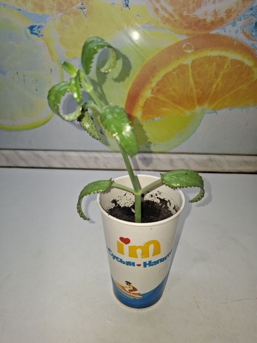 Продам Каланхоэ Дегремона