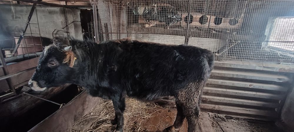 Продам бычка 1 год 2 месяца