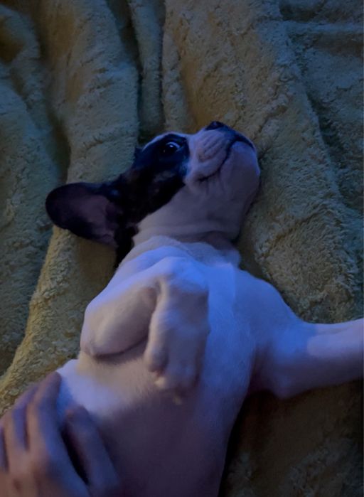 Щенки французского бульдога