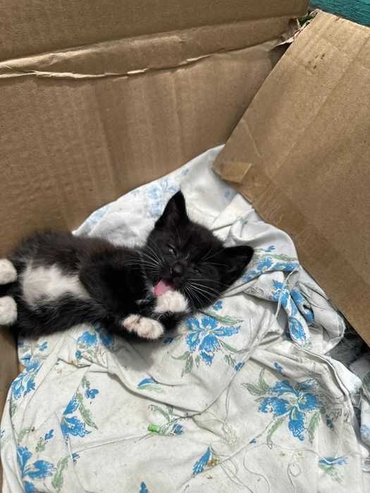 Отдам котят в добрые руки.
