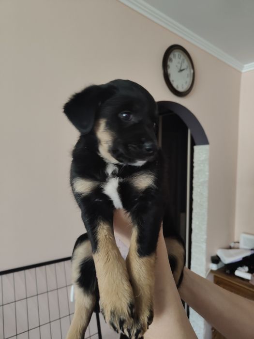 Щенок мальчик бесплатно