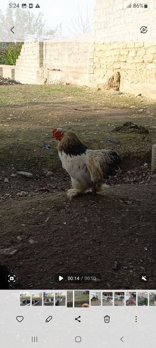 Yaron tuxumi sotiladi