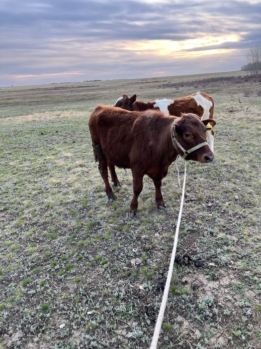 Бычок 1год и 1 месяц