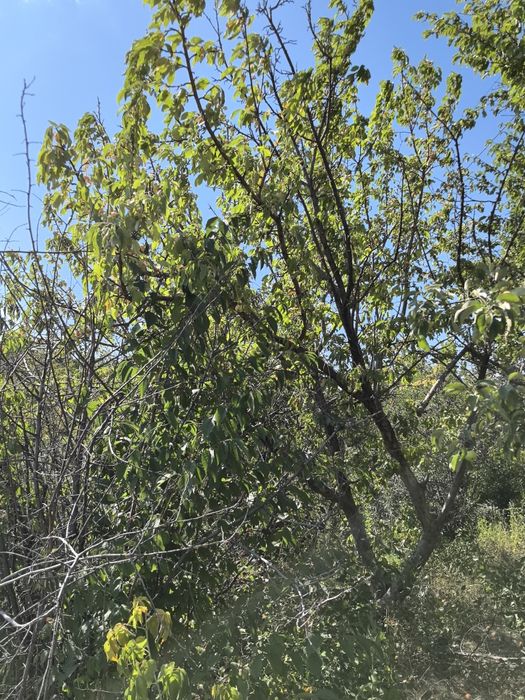 Продам дачу на Аблокетке