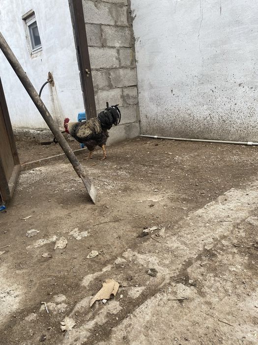 Продам молодого петуха