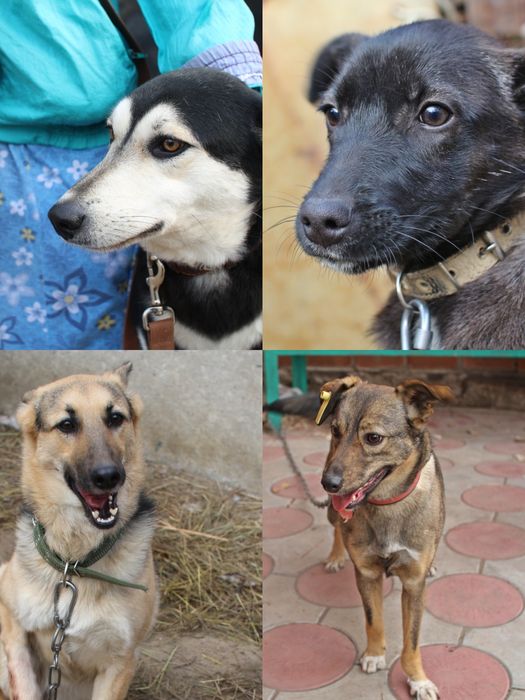 Отдам в добрые руки