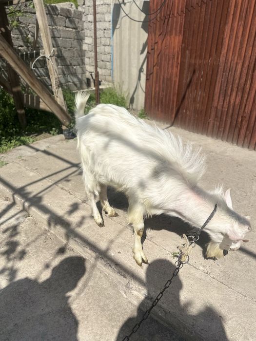 Echki sotiladi | chirchiq oqqovoq