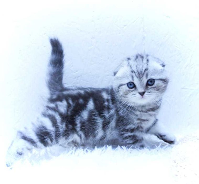 вислоухие  девули.пареньки.